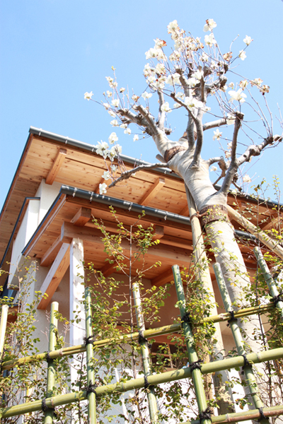 古家の玄関前にあった大きなモクレンを移設。