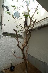 【眞野　サトル】