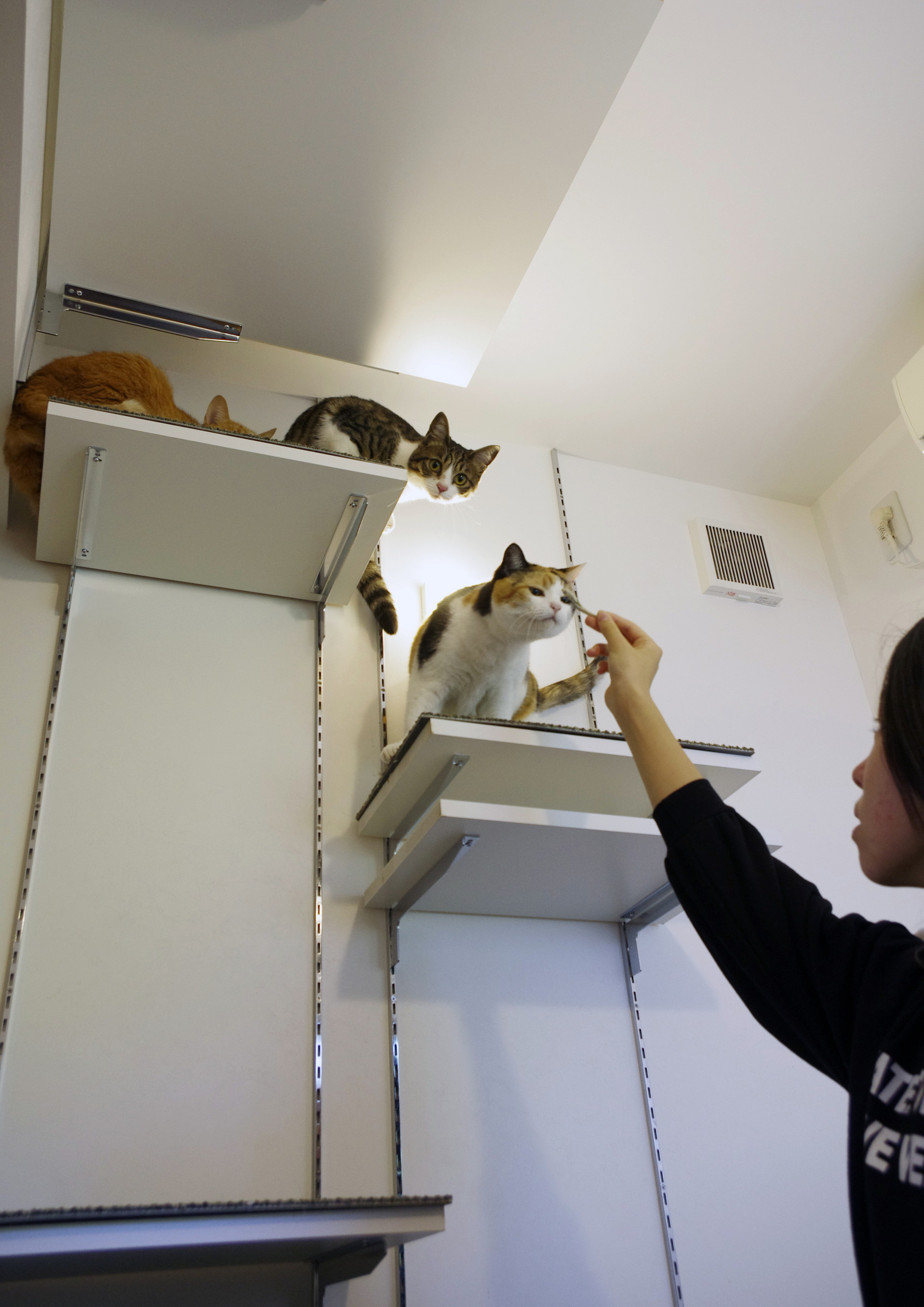 滑り止めを施した可動棚は、猫たちの階段として機能しています