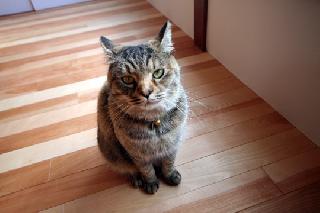 【「柱梁の家」】