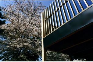 /reform-mitsumori/桜の樹の横に建てられた、桜に寄り添う家。