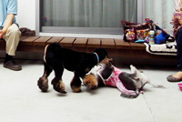 のびのびと愛犬たちが遊べる空間