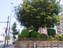 志村坂上駅の目の前には江戸時代に建てられた国指定史跡・志村一里塚がある