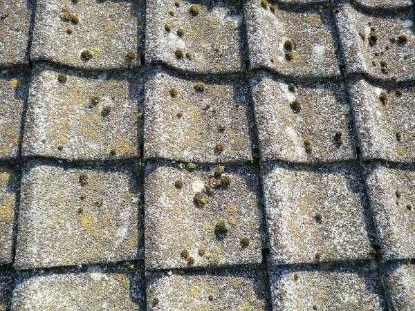 瓦自体の風化が進んでおり、苔まで生えています。