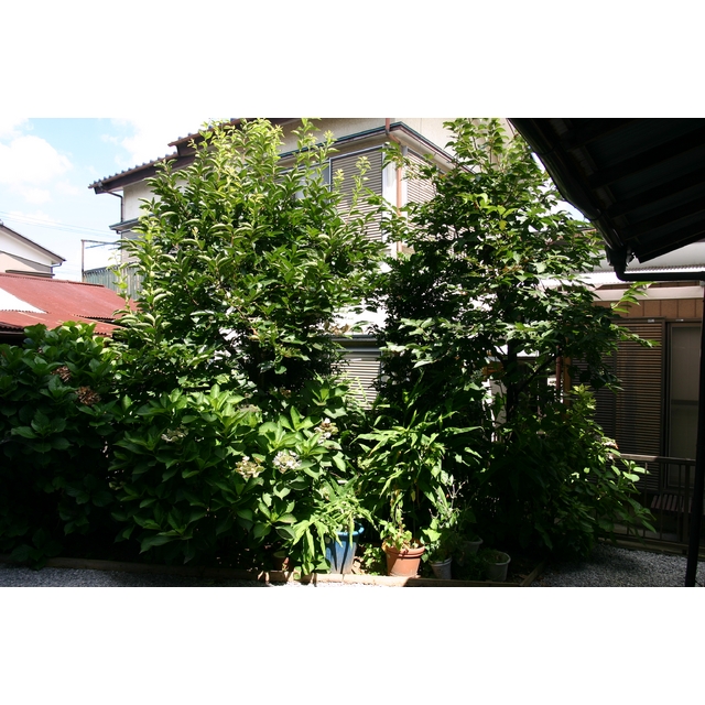 綺麗に手入れはされていますが成長で茂っていきます。