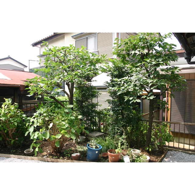 実りが良く見える様になりました。