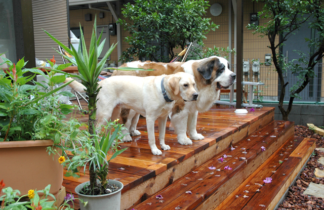 足に心地よいウッドチップを敷き詰めました