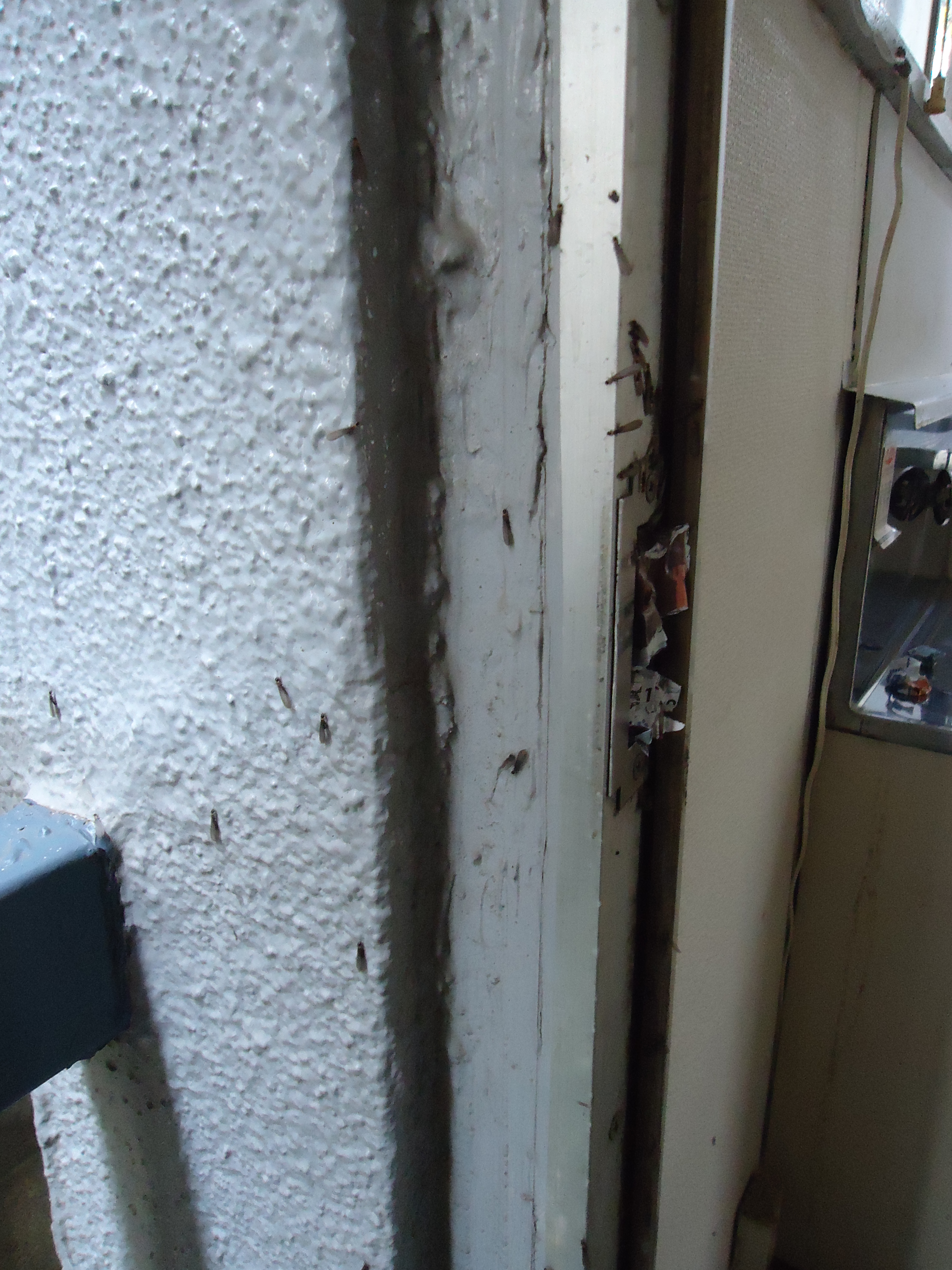 初夏になると羽蟻がたくさん発生します